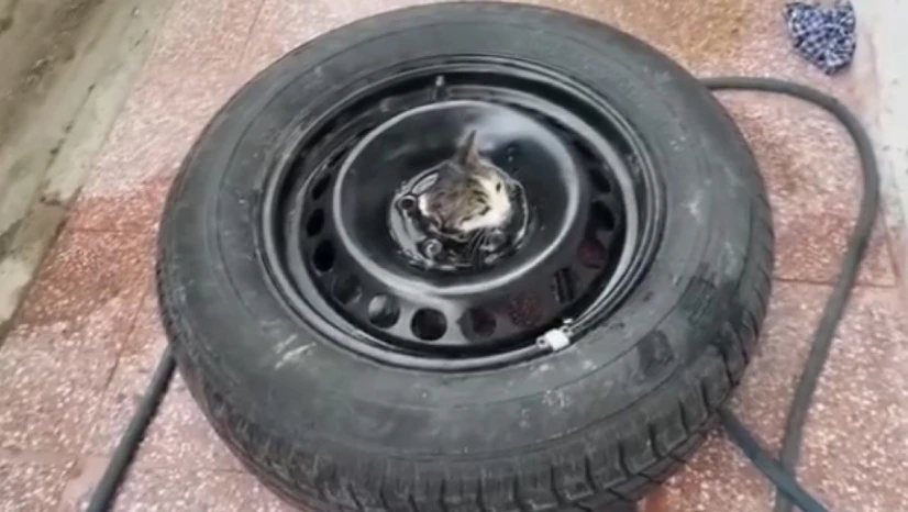 Yavru Kediyi İtfaiye Kurtardı