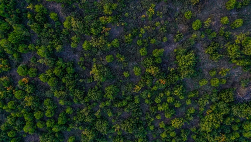 Türkiye Ormanlık Alanını En Fazla Artıran Ülkeler Arasında
