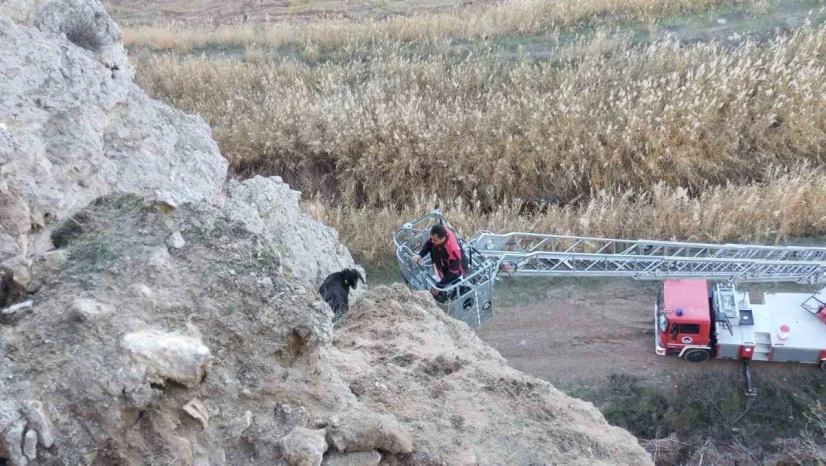 Mahsur Kalan Keçileri İtfaiye Kurtardı