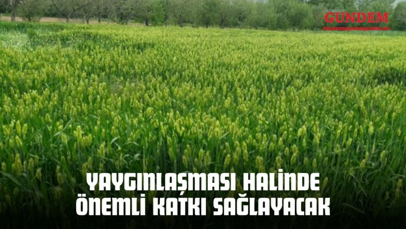 Yaygınlaşması Halinde Önemli Katkı Sağlayacak