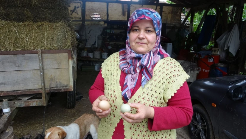 Yüksek proteinli mavi yumurtalar ilgi görüyor