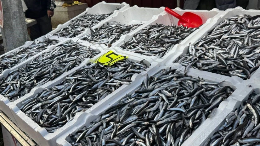 Zonguldak'ta Hamsi 150 Liradan Alıcı Buldu