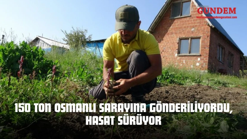 150 Ton Osmanlı Sarayına Gönderiliyordu, Hasat Sürüyor