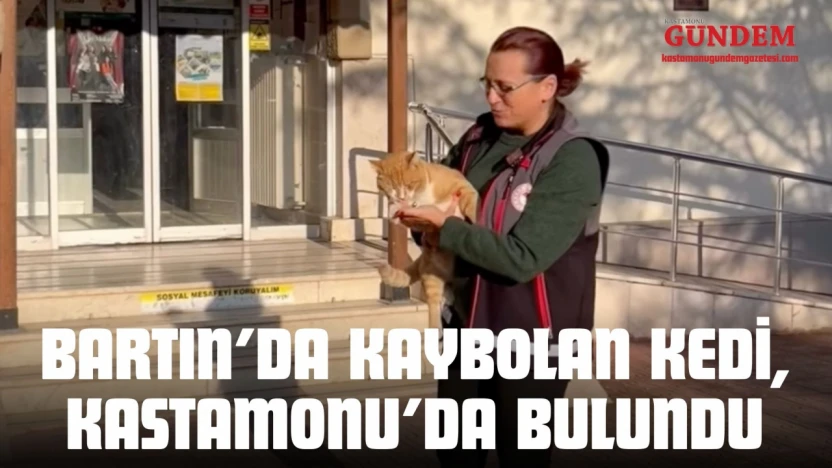 Bartın'da Kaybolan Kedi, Kastamonu'da Bulundu