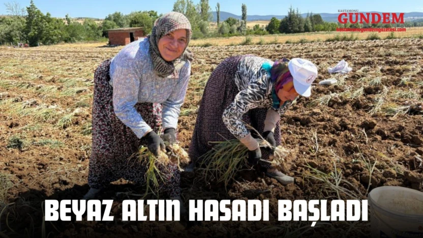 Beyaz Altın Hasadı Başladı
