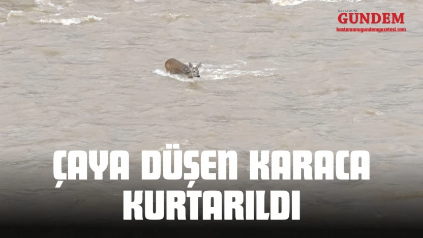 Çaya Düşen Karaca Kurtarıldı