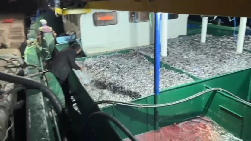 Kastamonu'da Fırtına Sonrası Hamsi Bereketi