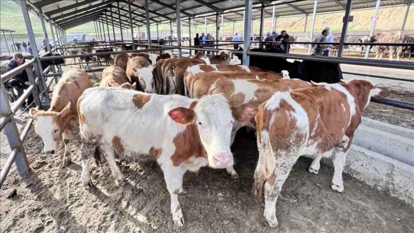 Hayvan Pazarı Açılıyor