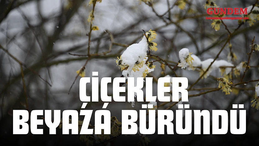 İlkbaharda Açan Çiçekler Beyaza Büründü