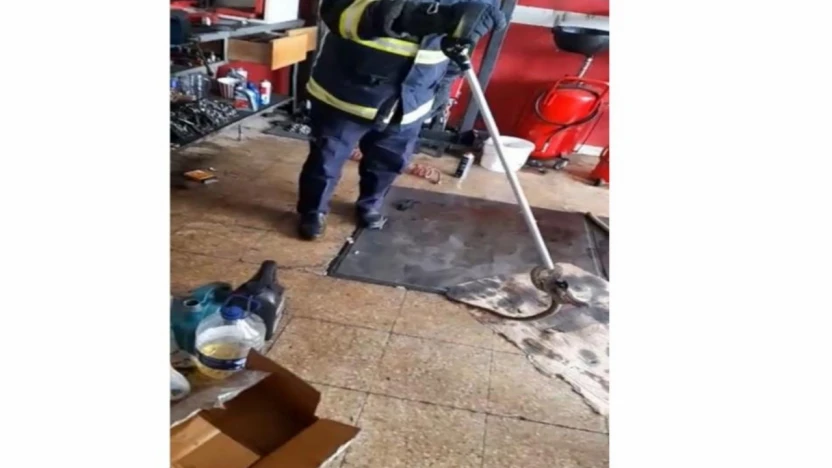 İş yerine giren yılanı itfaiye yakaladı