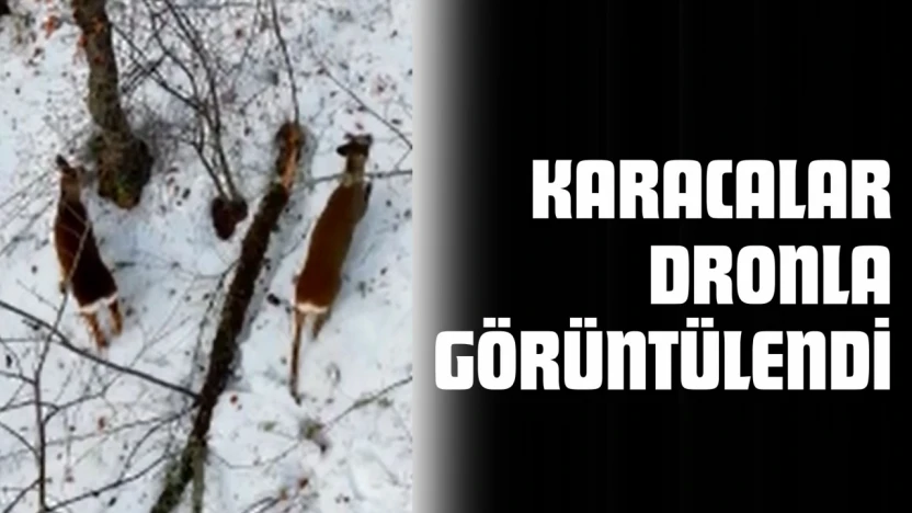 Karacalar Dronla Görüntülendi