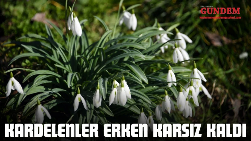 Kardelenler Erken Karsız Kaldı