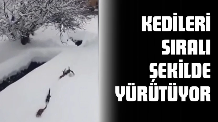 Kedileri Sıralı Şekilde Yürütüyor