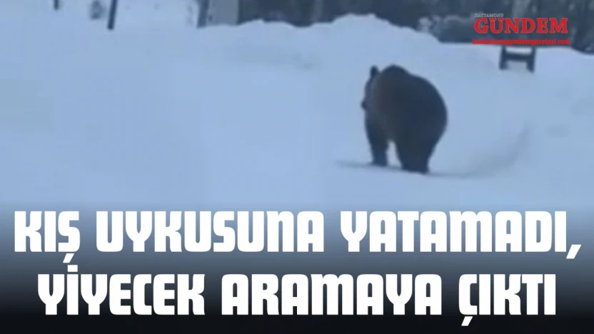 Kış Uykusuna Yatamayan Bozayı Görüntülendi