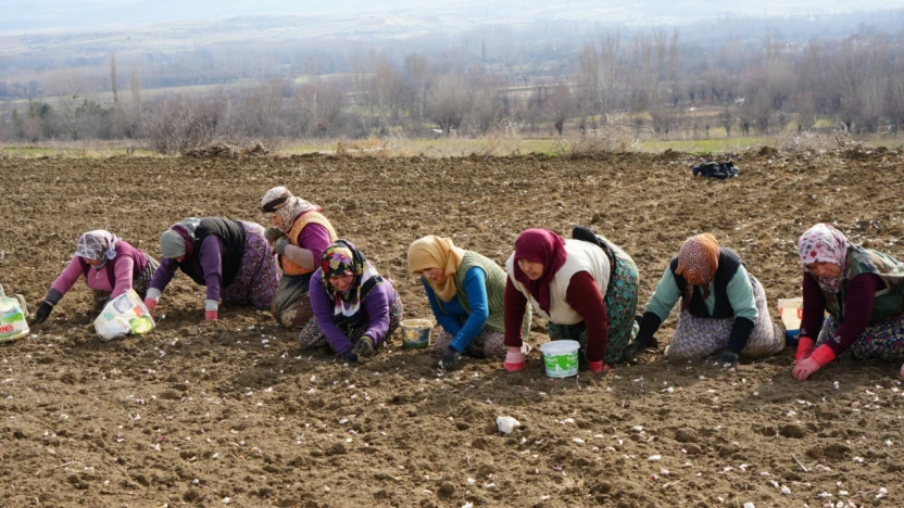 Sarımsakta 30 Bin Ton Rekolte Bekleniyor
