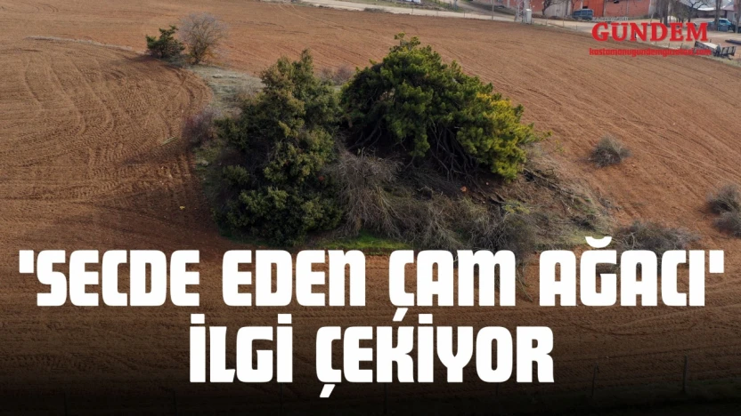'Secde Eden Çam Ağacı' İlgi Çekiyor