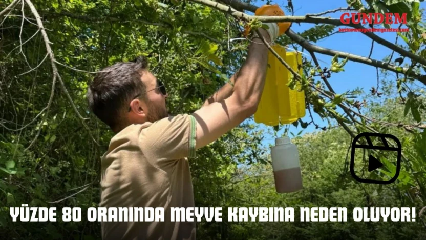 Yüzde 80 Oranında Meyve Kaybına Neden Oluyor!