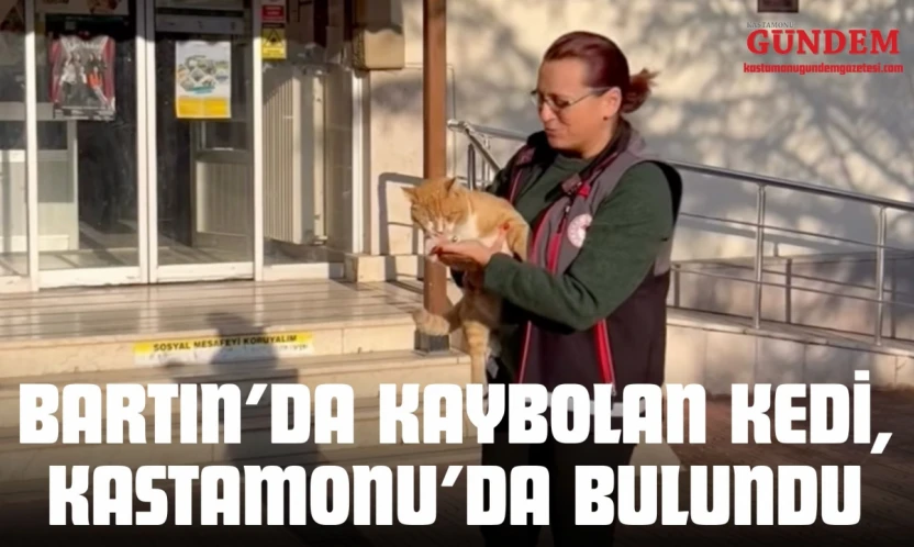 Bartın'da Kaybolan Kedi, Kastamonu'da Bulundu