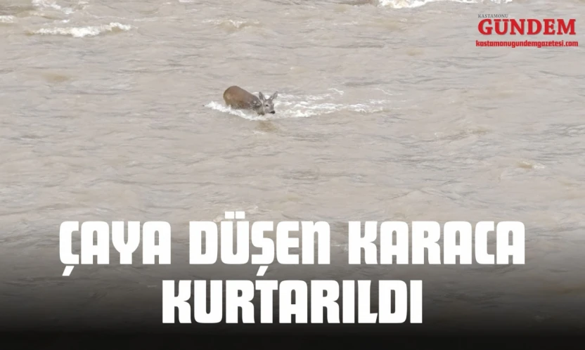 Çaya Düşen Karaca Kurtarıldı