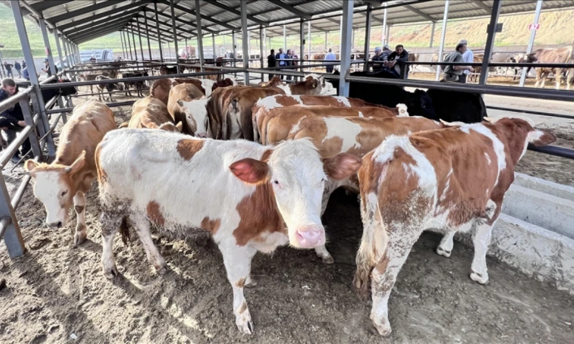 Hayvan Pazarı Açılıyor