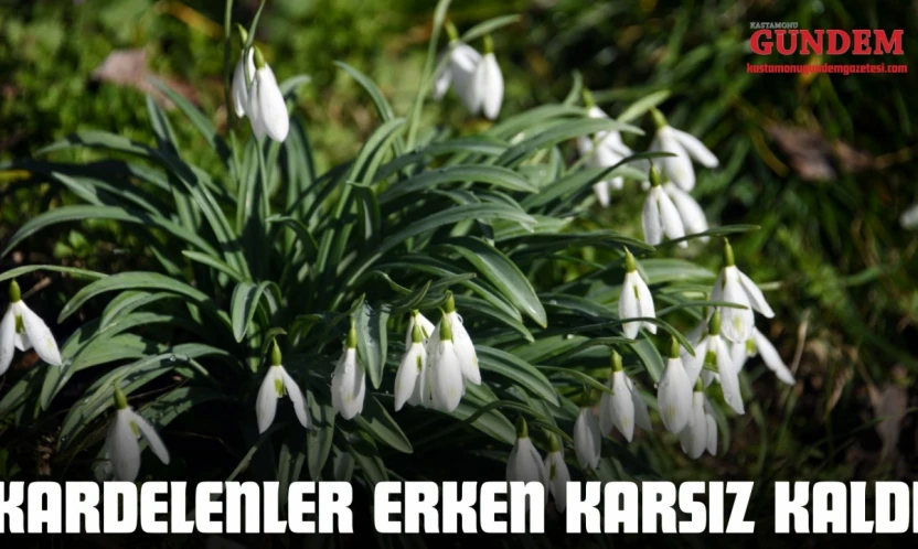 Kardelenler Erken Karsız Kaldı