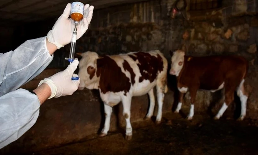 Kastamonu'da Hastalıkla Mücadele Sürüyor!