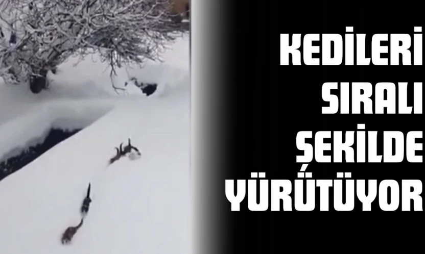 Kedileri Sıralı Şekilde Yürütüyor