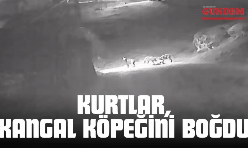 Kurtlar, Kangal Köpeğini Boğdu