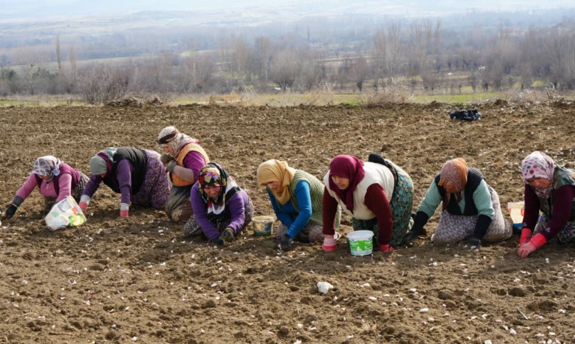 Sarımsakta 30 Bin Ton Rekolte Bekleniyor