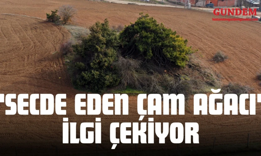 'Secde Eden Çam Ağacı' İlgi Çekiyor